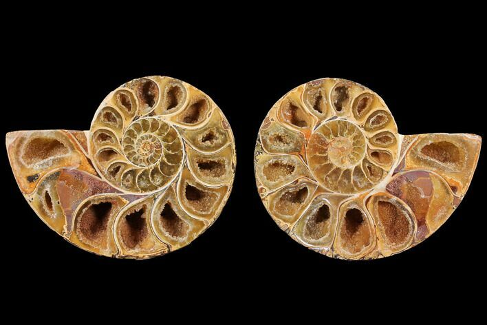 Cut & Polished, Agatized Ammonite Fossil- Jurassic #110765